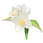 ΑΝΘΟΣ ΠΟΡΤΟΚΑΛΙΑΣ