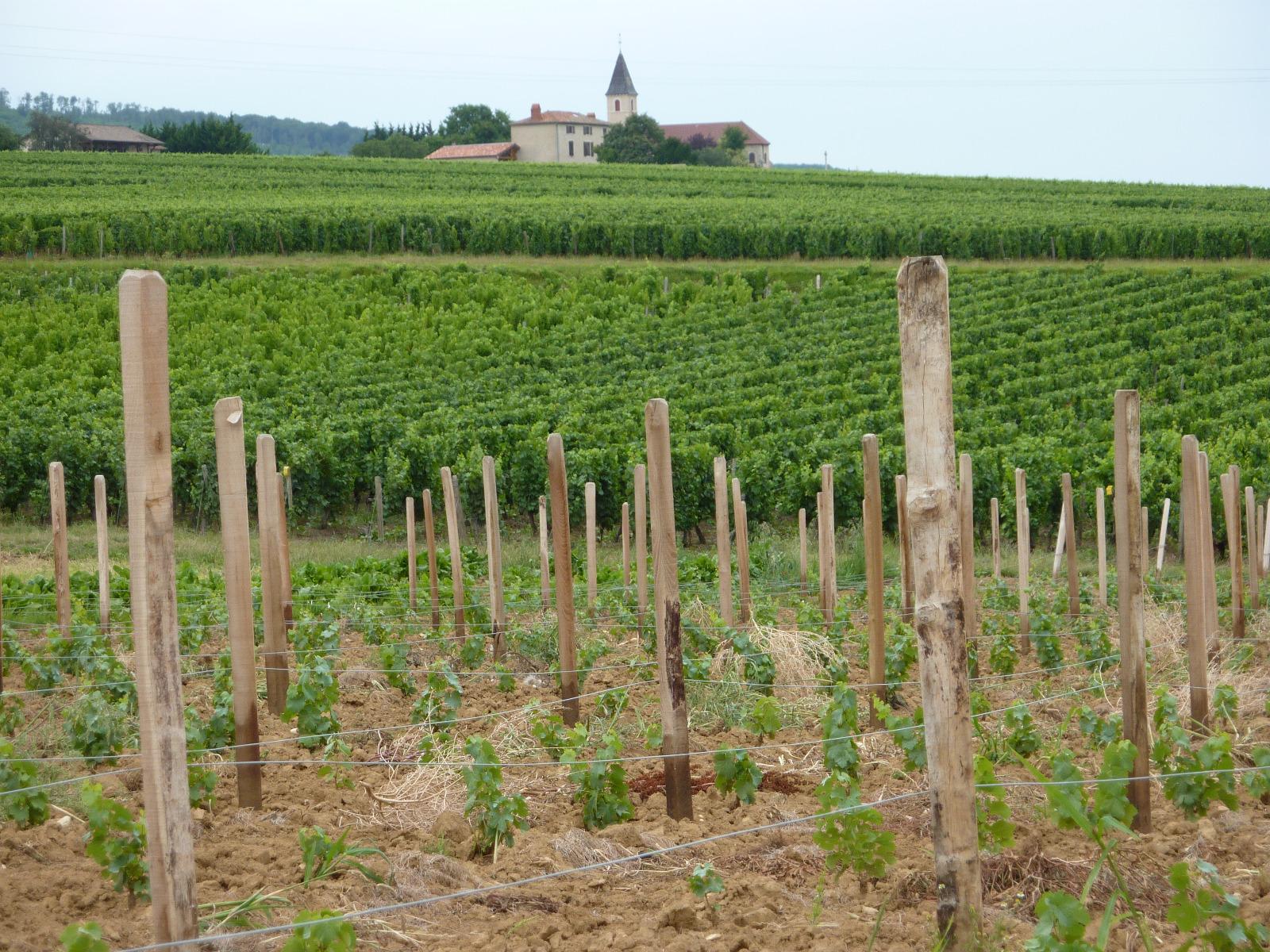 Une jeune plantation