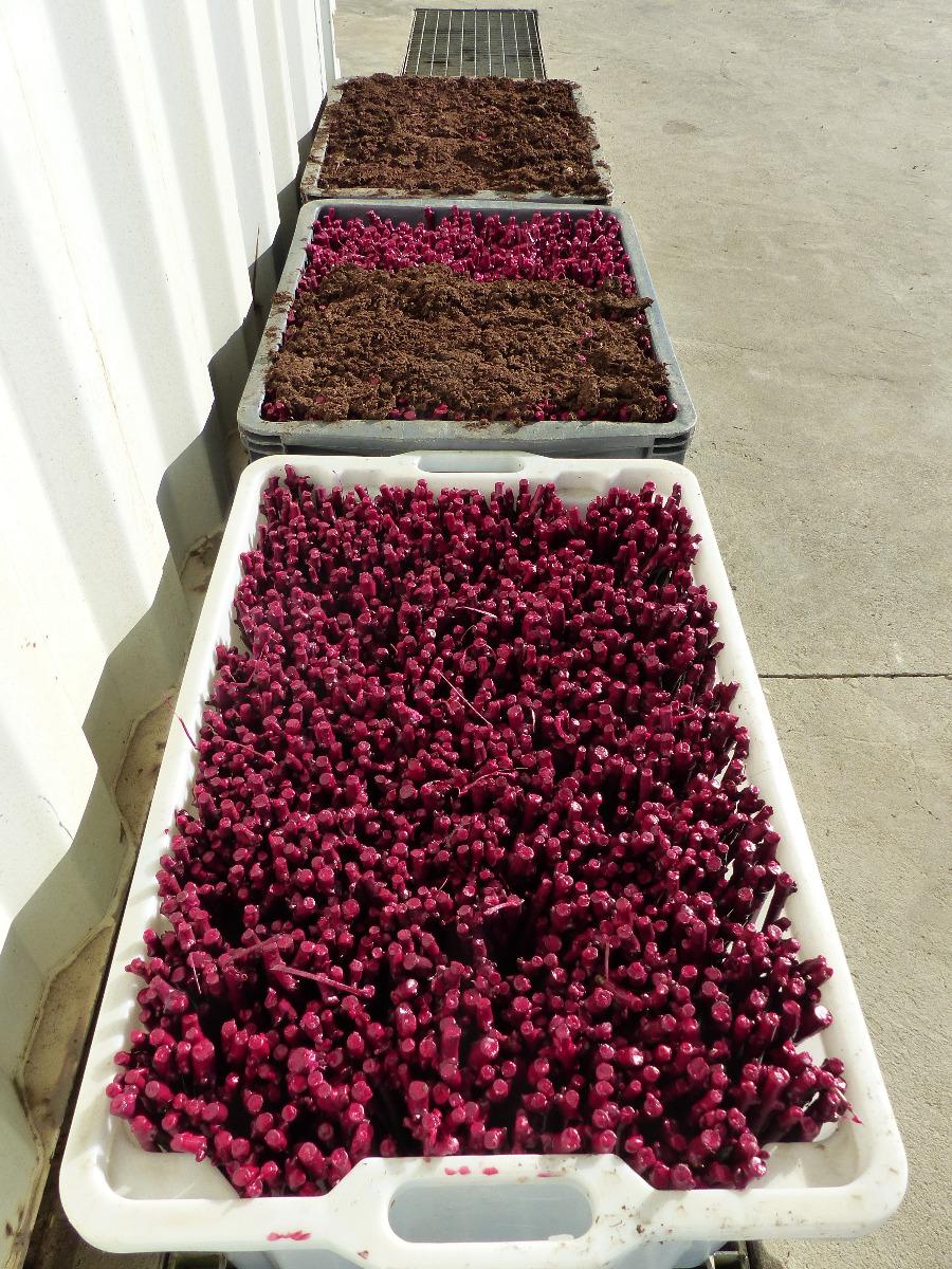 Production des greffes