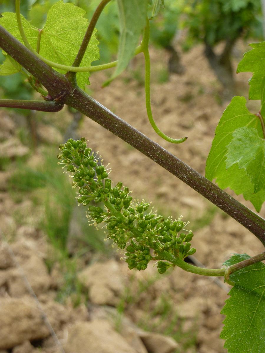La vigne en fleur