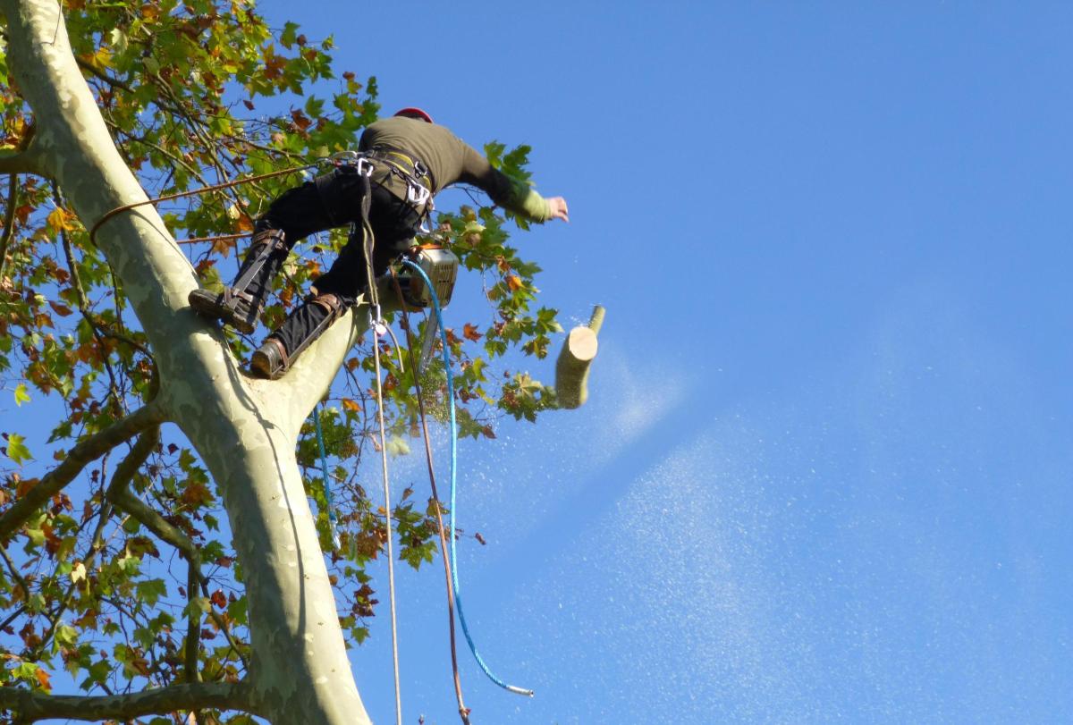 Élagage en hauteur