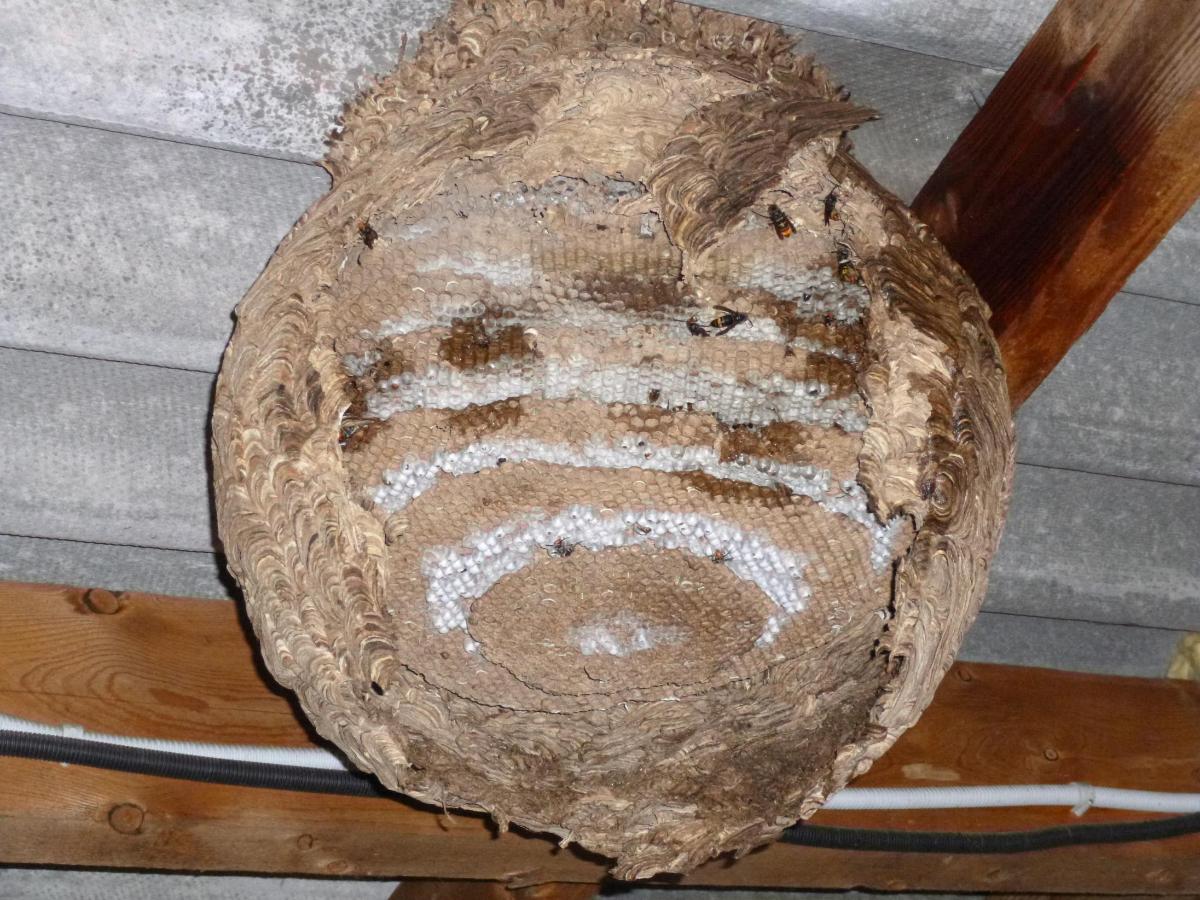 Destruction de nid de frelons