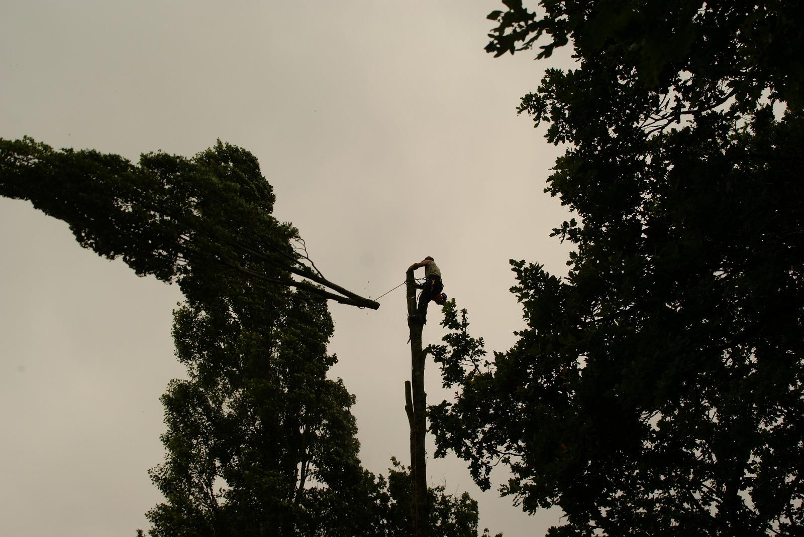 Abattage des peupliers