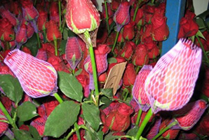 רשתות לחקלאות