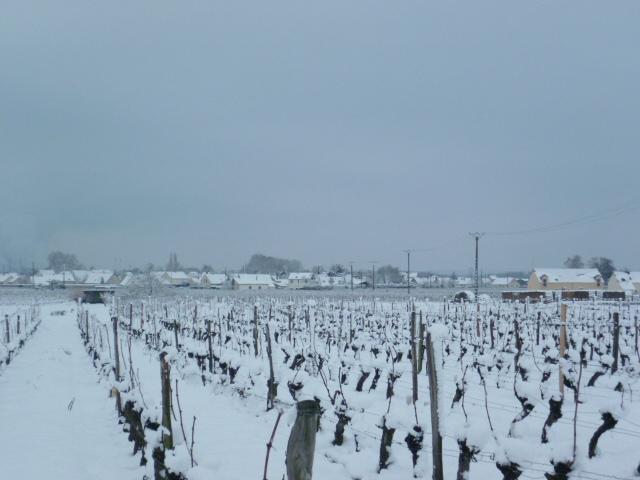vignes sous la neige février 2018