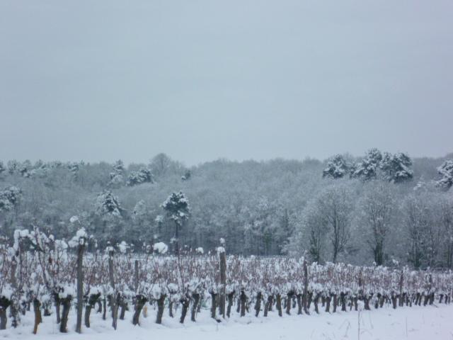 vigne sous la neige février 2018