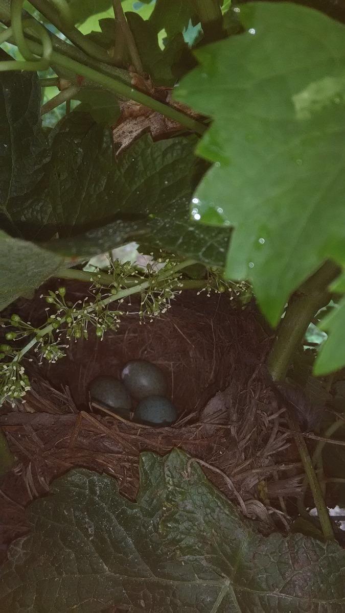 La nature et la vigne