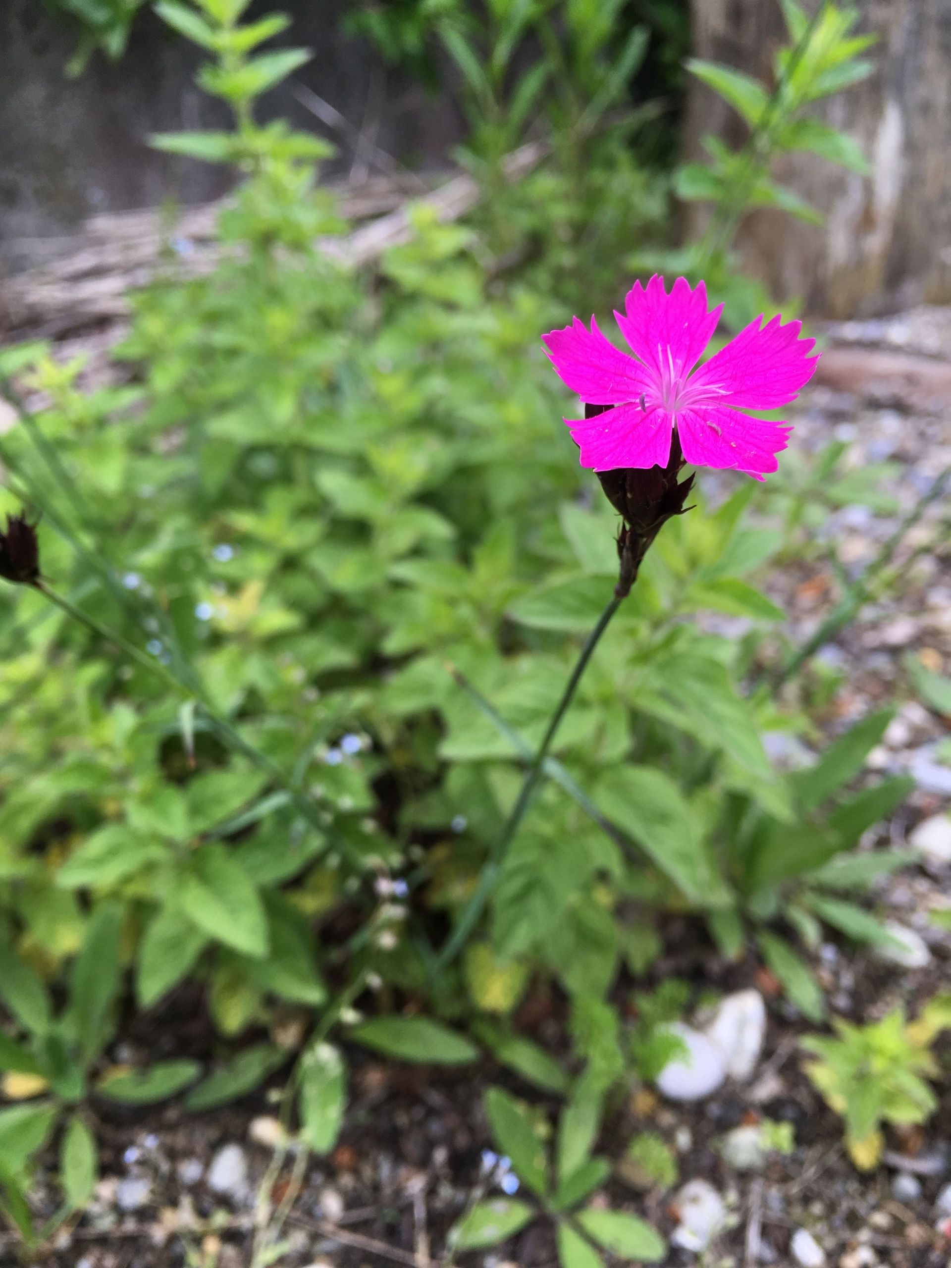 Rutschmann Gartenbau & Naturbau