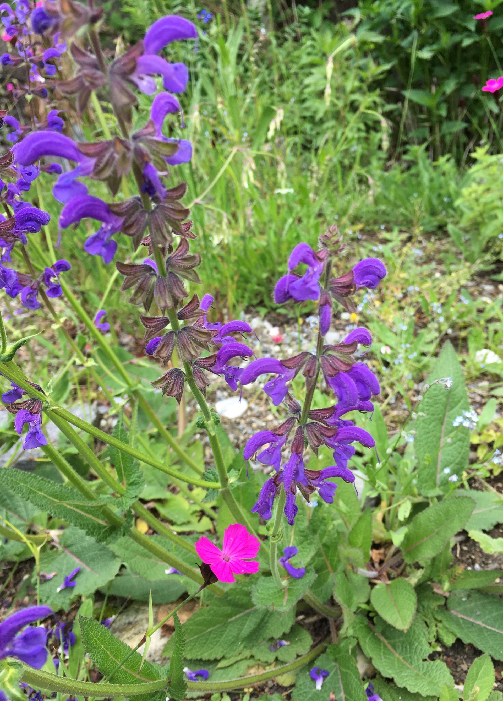 Rutschmann Gartenbau & Naturbau