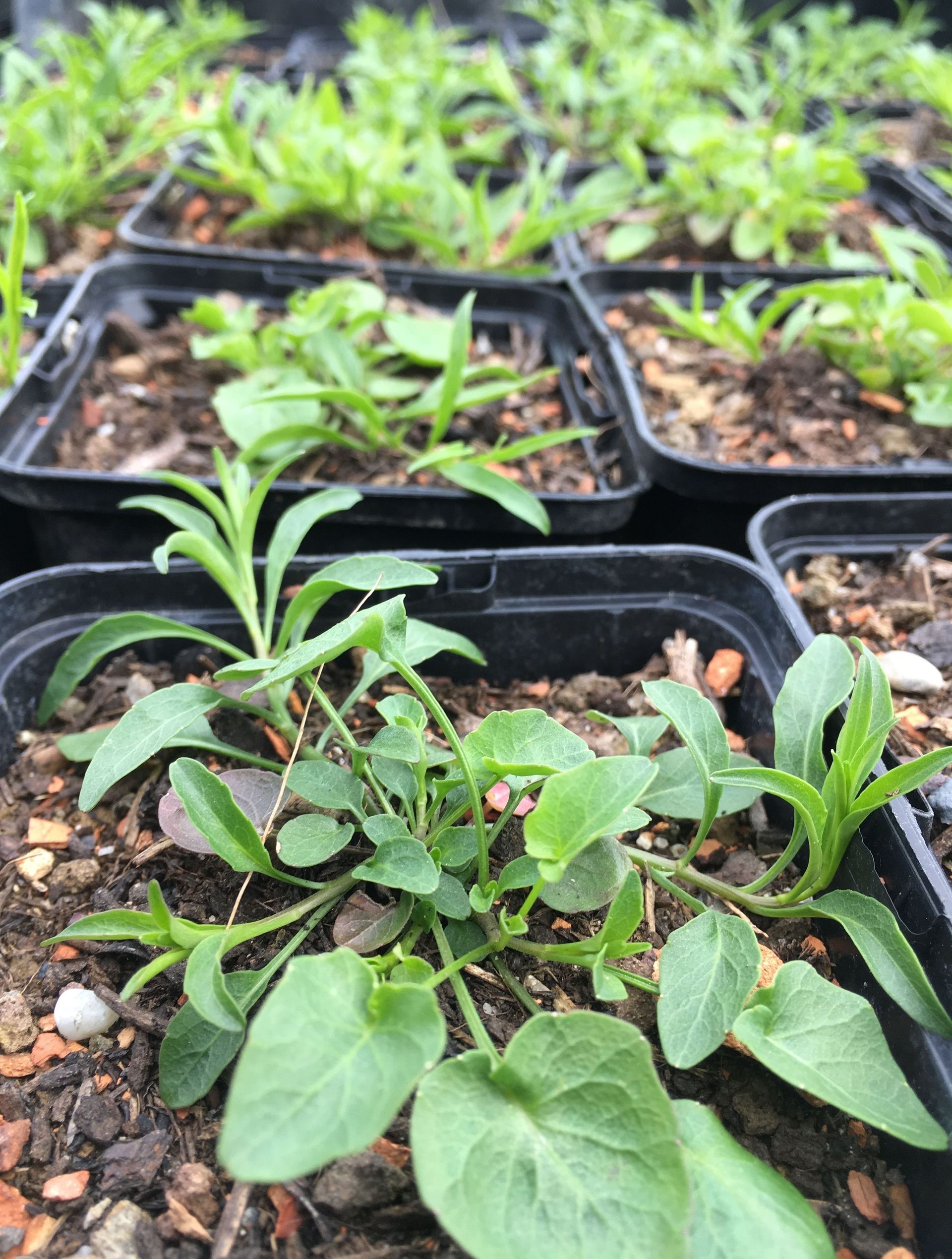 Rutschmann Gartenbau & Naturbau