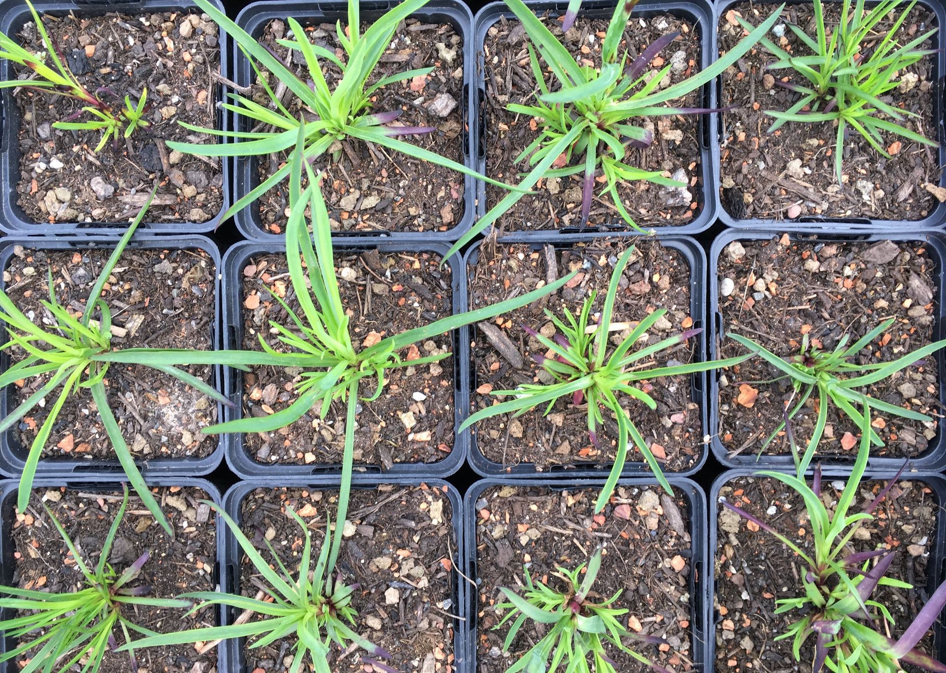 Rutschmann Gartenbau & Naturbau