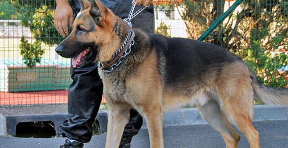 Ancel Philippe. Berger allemand. Gardiennage et surveillance à Sainte-Luce