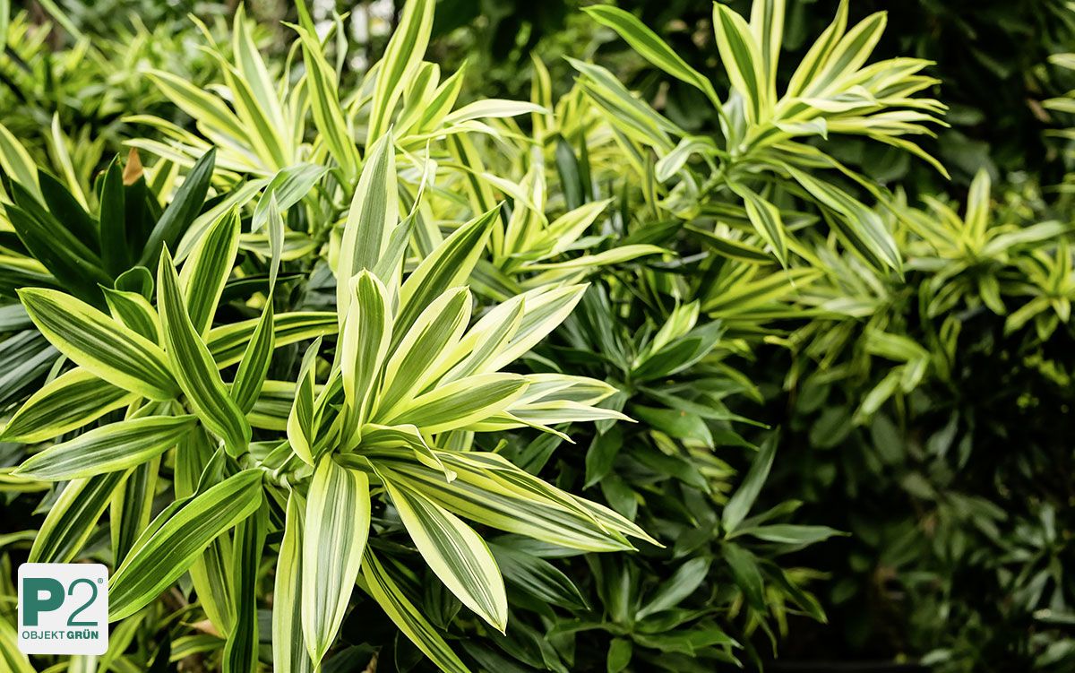 dünger drachenbaum Drachenbaum 'Lemon Lime' kaufen | Dracaena deremensis 'Lemon Lime' main image 0