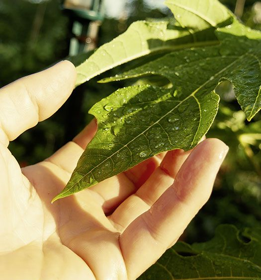 Eine Hand berührt sanft ein großes grünes Blatt, das mit Wassertropfen verziert ist, umgeben von üppigem Grün im Hintergrund.