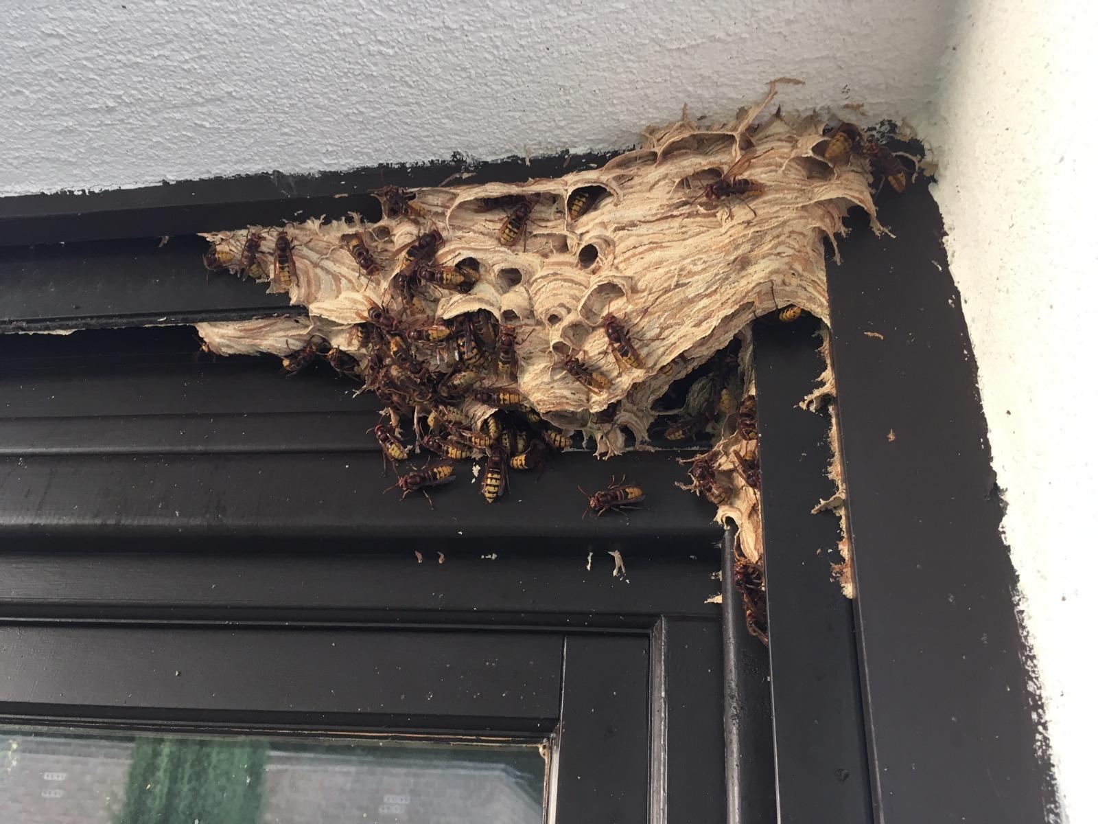 nid de frelons dans le caisson de persienne