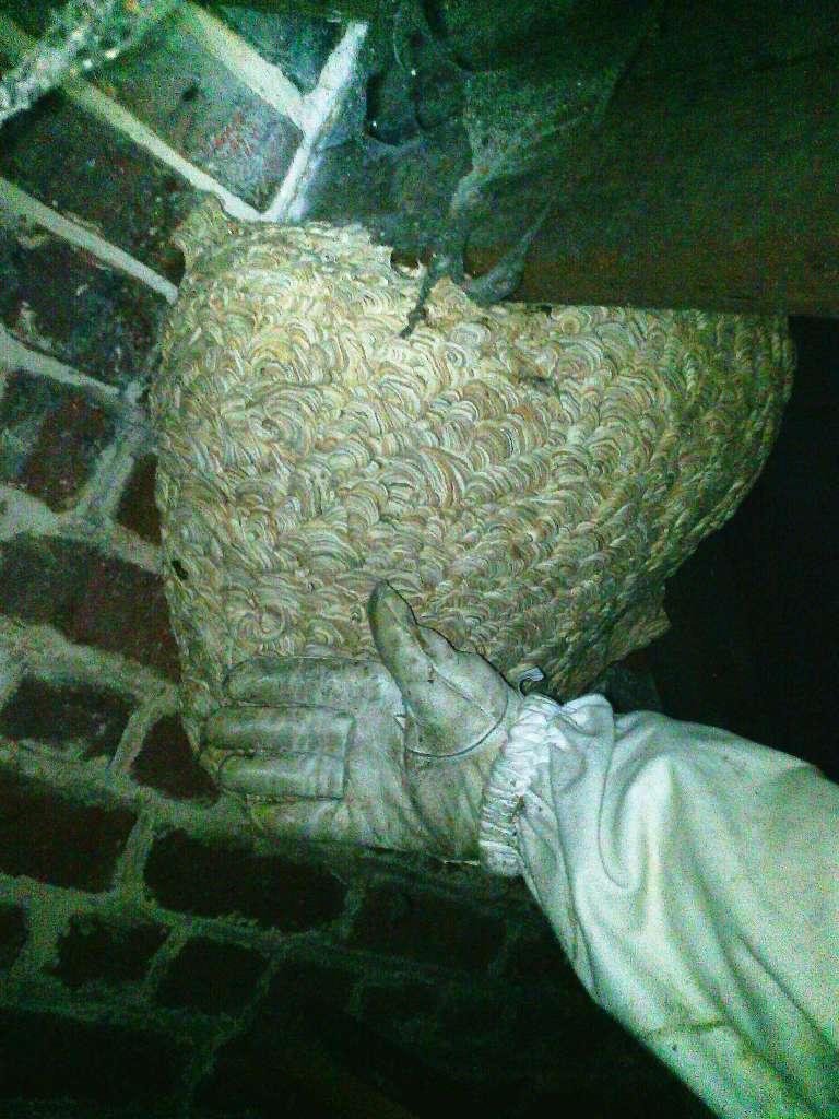 Destruction de nids de guêpes - Zen Services à Lambersart - Nord (59)