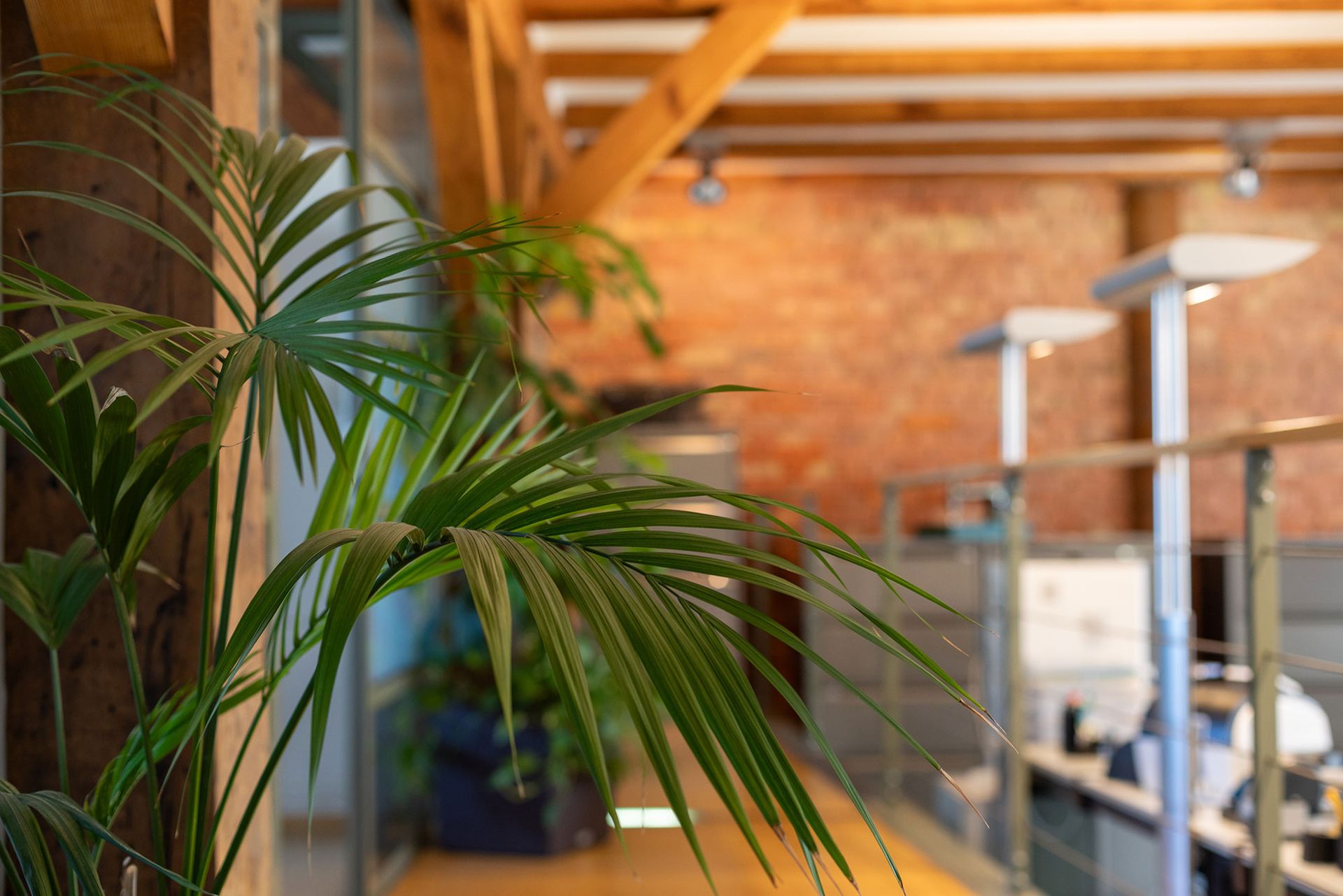 In einem Büroflur wächst eine Palme.