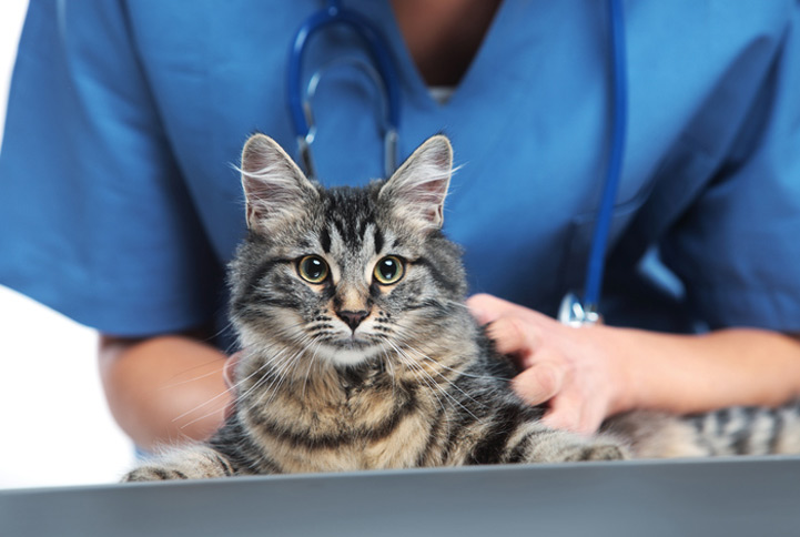 מרכז וטרינרי – במבי
