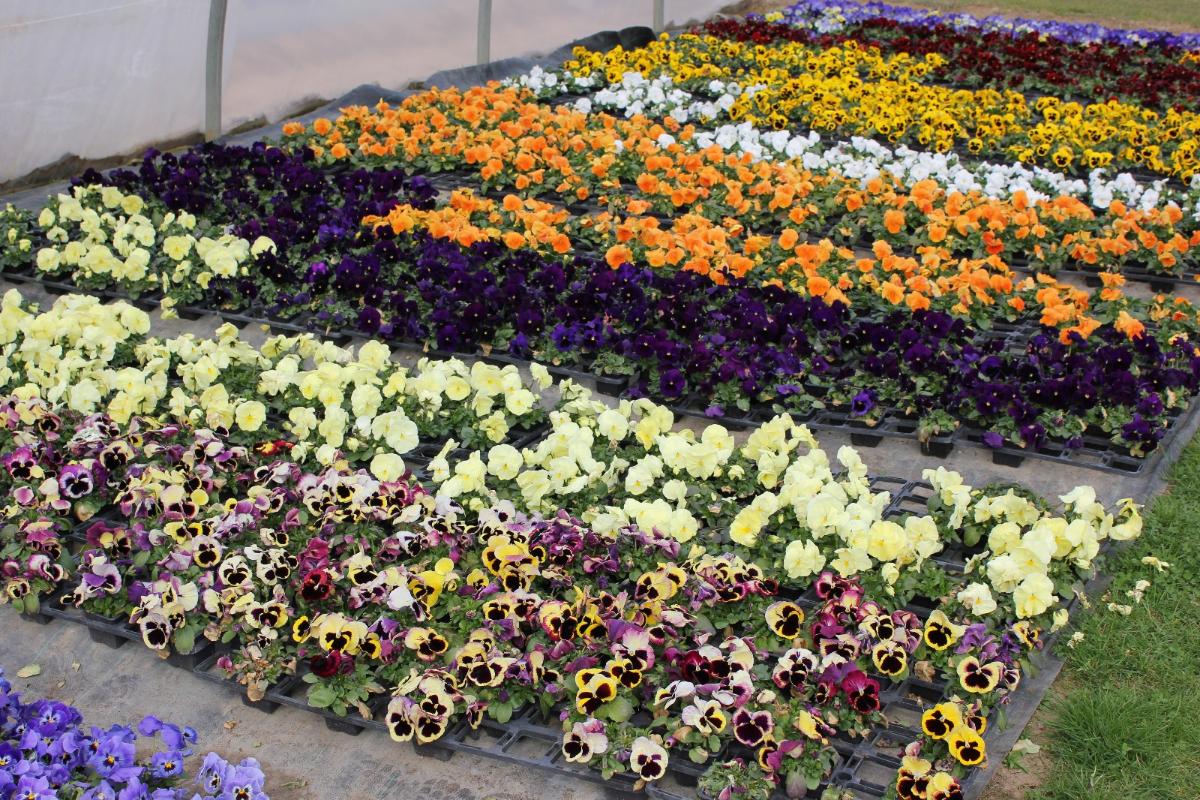 Fleurs de plusieurs couleurs