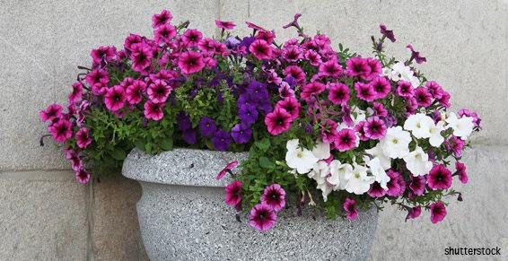 Composition de fleurs mauves, roses et blanches
