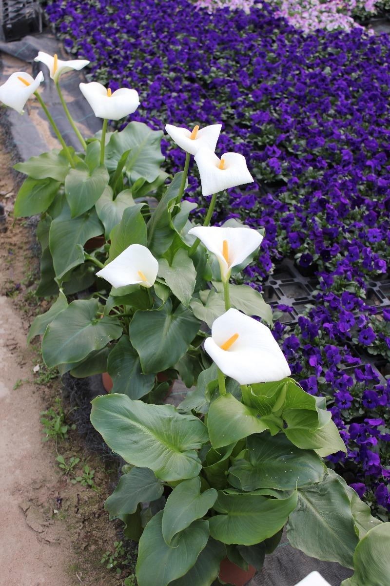 Vue sur des fleurs blanches et mauves