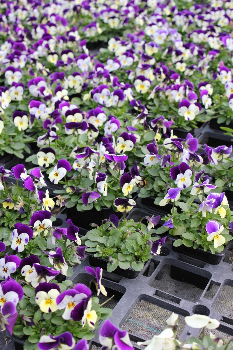 Fleurs mauves et blanches