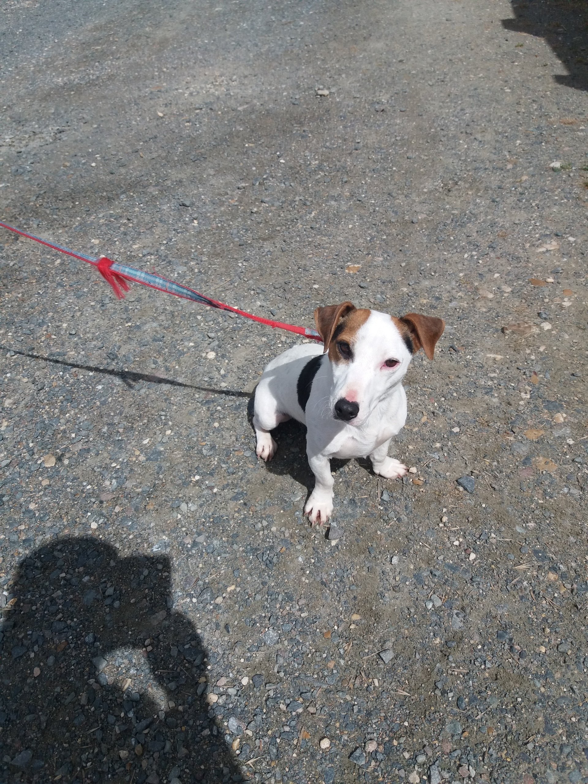 Elevage Canin Du Moulin De La Terrasse Avis
