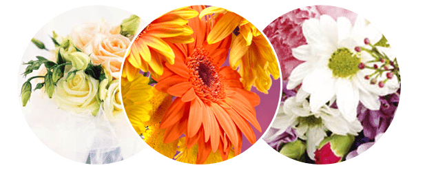 Floristería Riberflor Floristería Riberflor