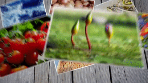 Légumes de saison - Fid & Gest Fiduciaire