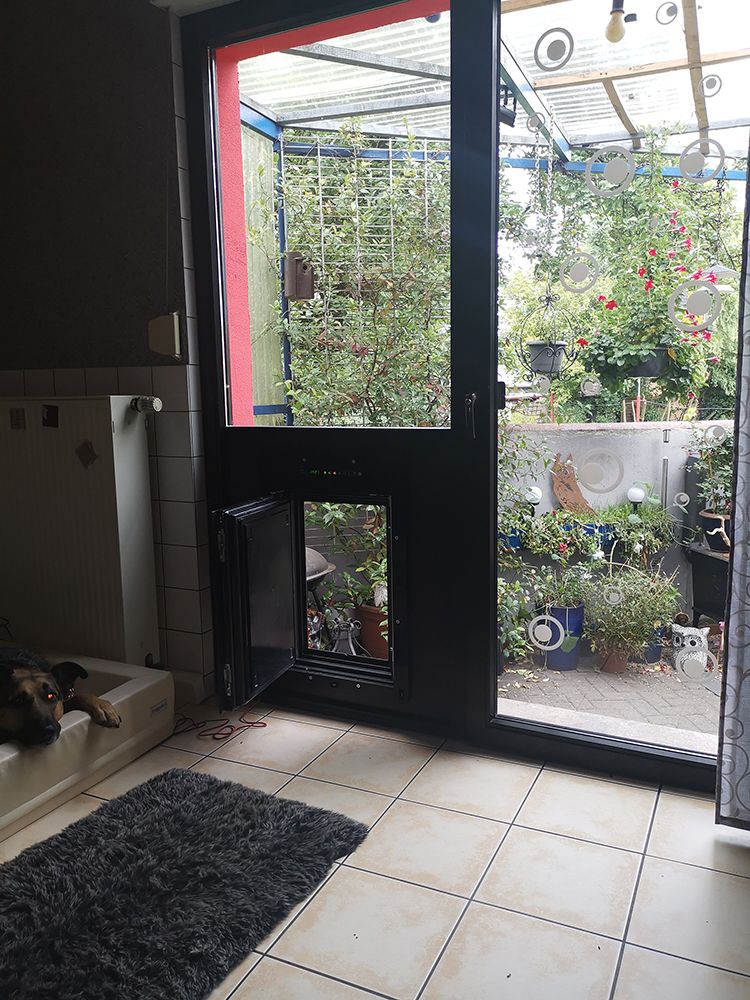 ein Hund liegt auf einem Teppich neben einer Tür