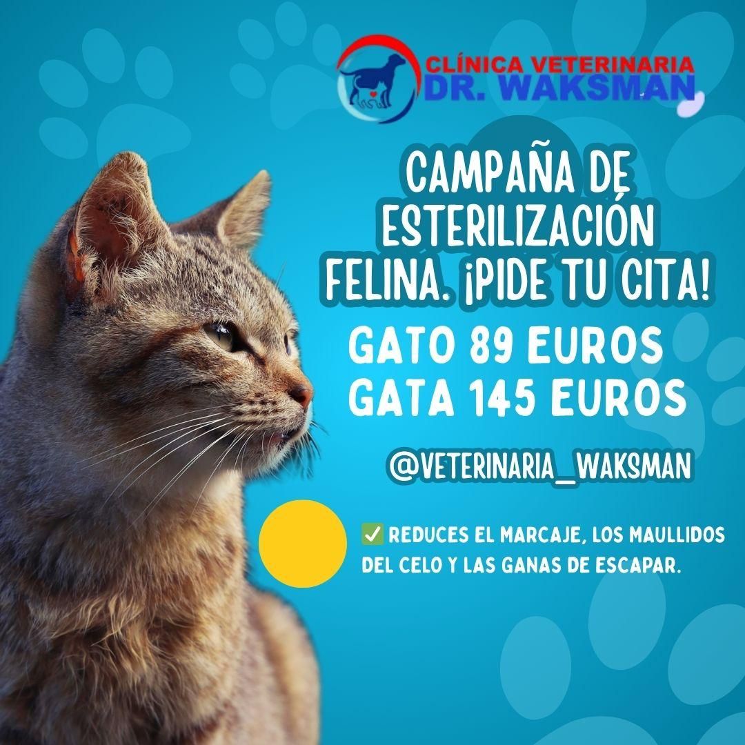 Clinica Veterinaria Doctor Waksman - Veterinarios Urgencia 24 en Valencia campaña de esterilización