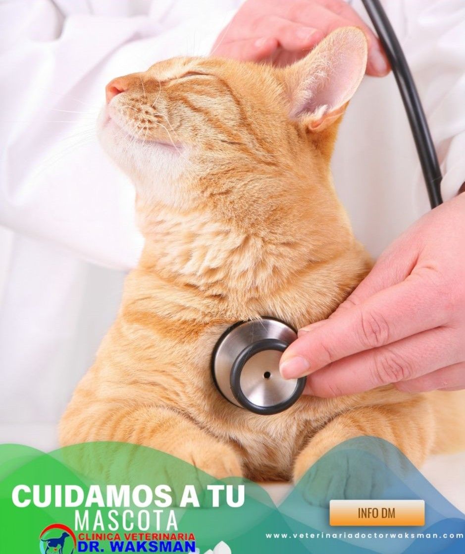 Clinica Veterinaria Doctor Waksman - Veterinarios Urgencia 24 en Valencia cuidando de tu mascota