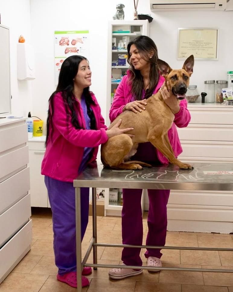 Clinica Veterinaria Doctor Waksman - Veterinarios Urgencia 24 en Valencia antes de la cirugia