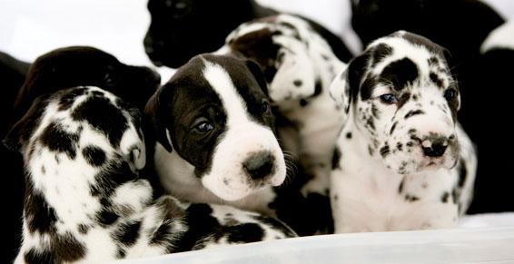 Punky Toilettage à Salon de Provence