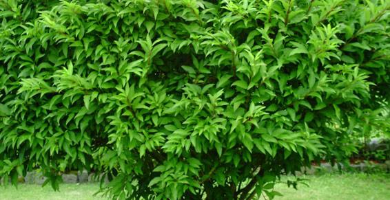 Nugier Bastien - Paysagiste