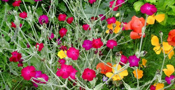 Nugier Bastien à Villieu Loyes Mollon - Paysagiste