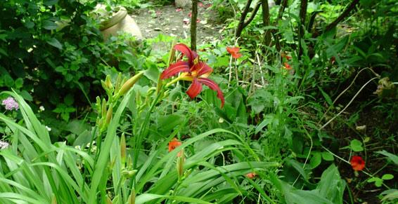 Villieu Loyes Mollon - Paysagiste