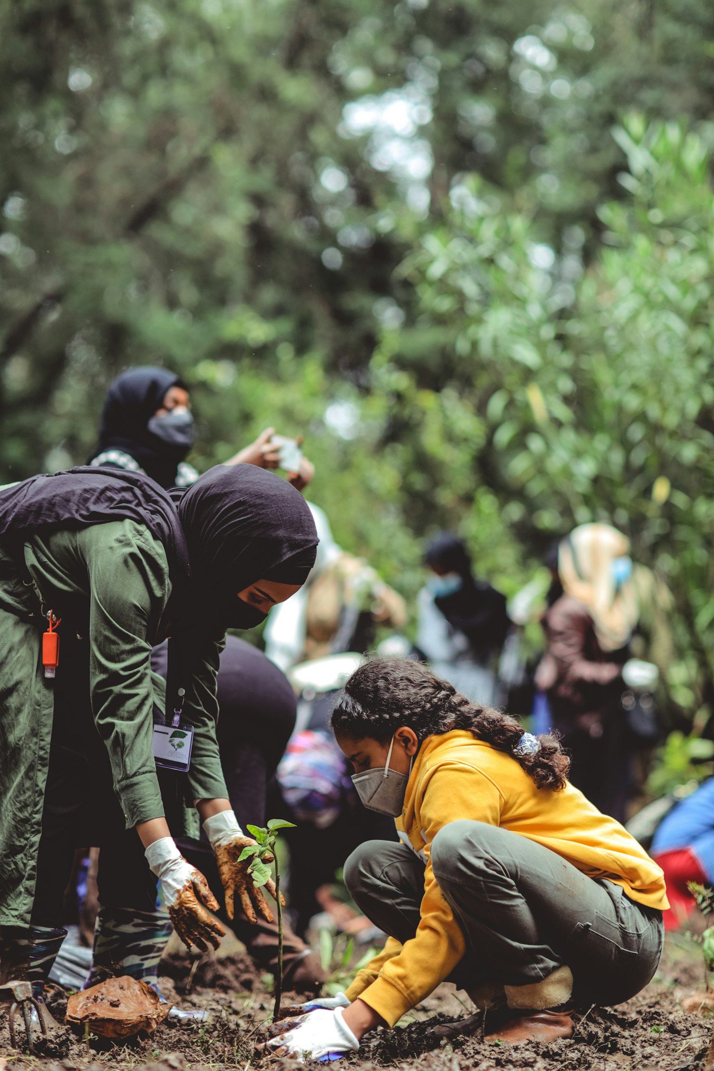 A planting crew at work under the canopy