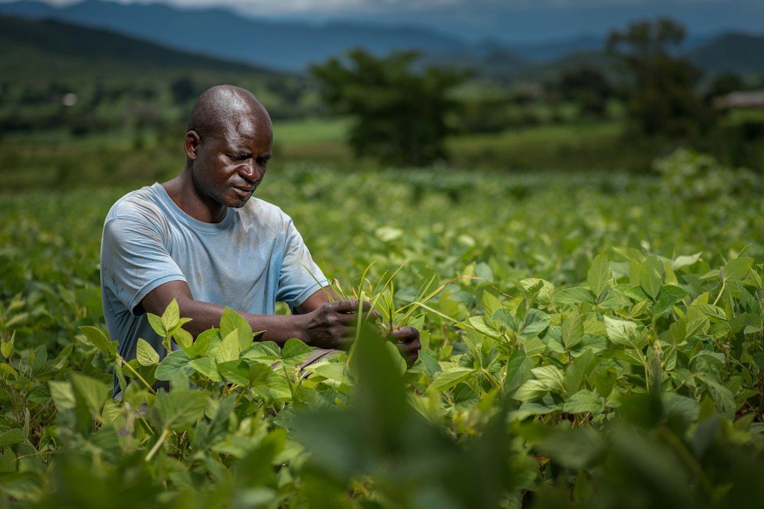 A farmer checking young plants in a restored field