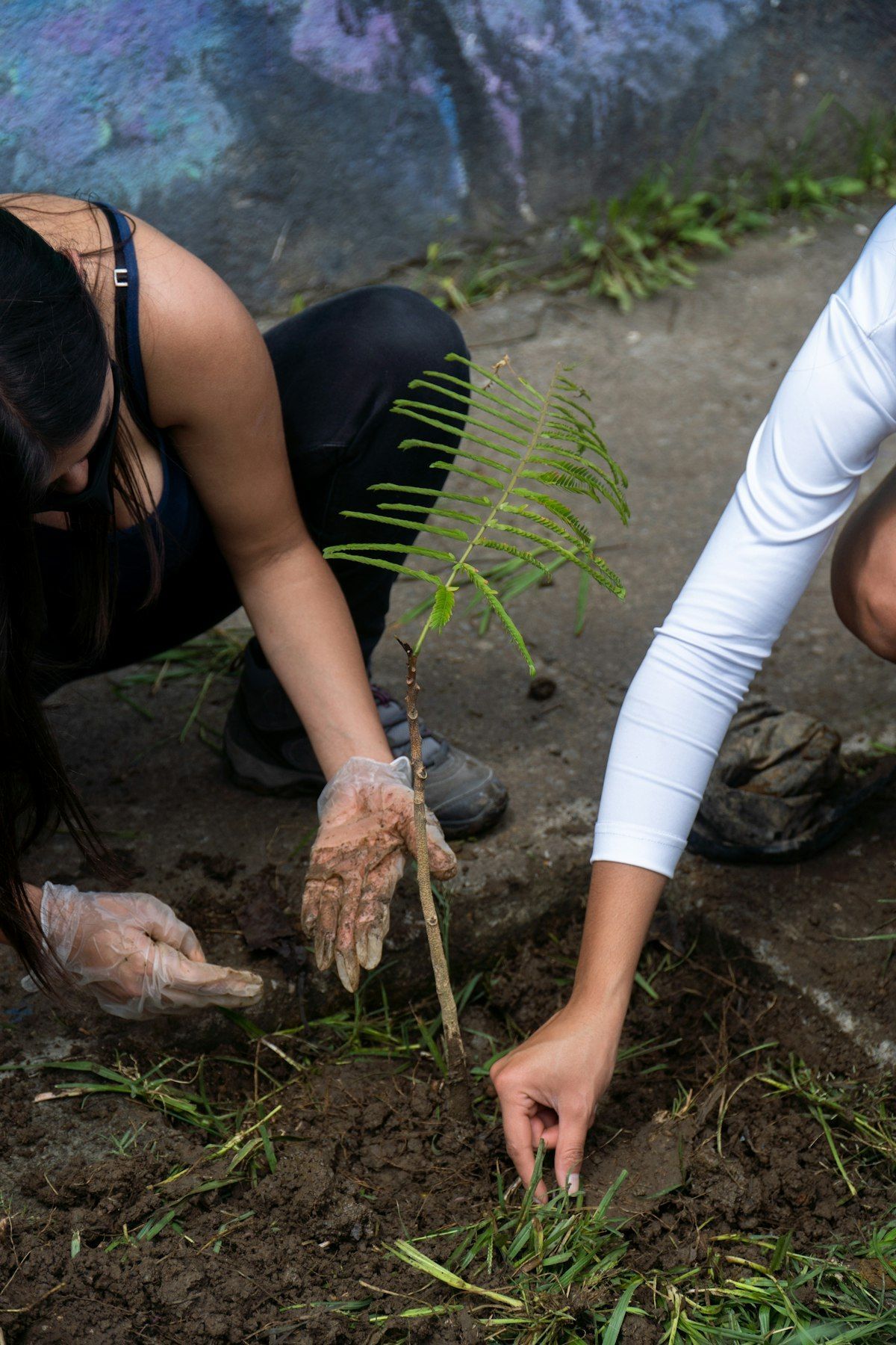 Two volunteers planting a native sapling