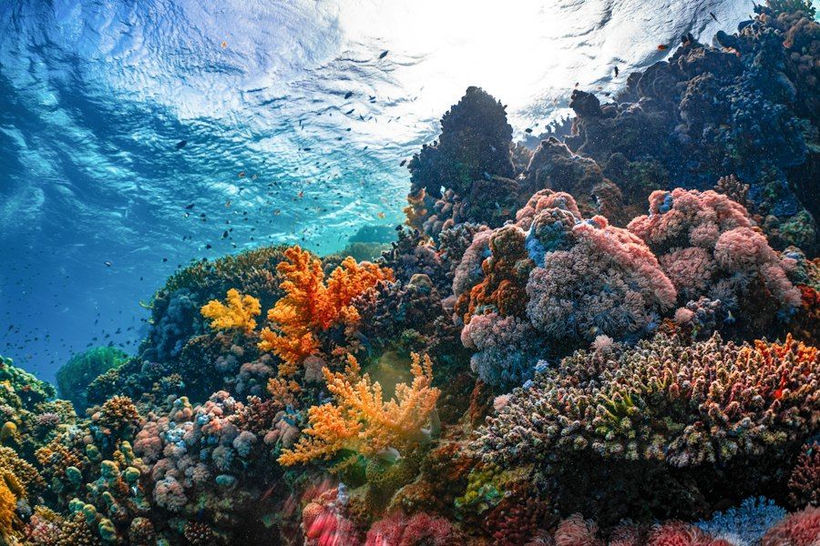A restored reef crest