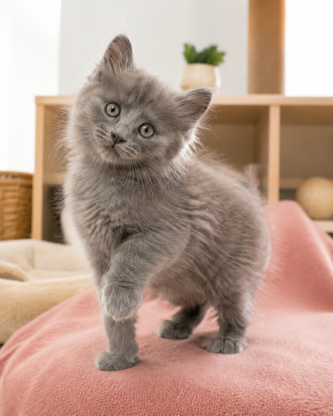 Misty, a Russian Blue Mix