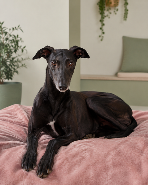 Shadow, a Greyhound