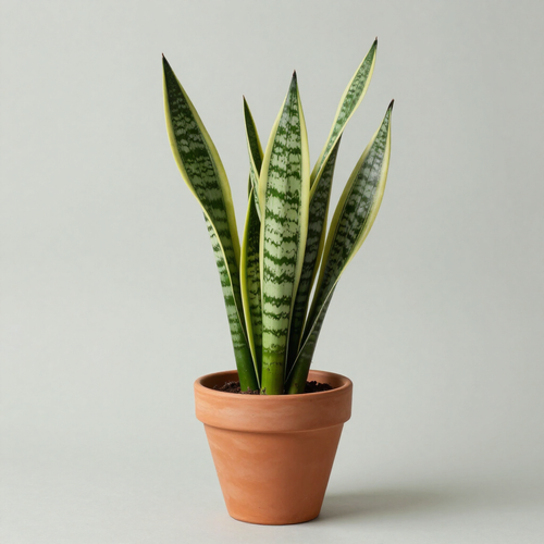 Snake plant