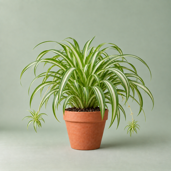 Spider plant