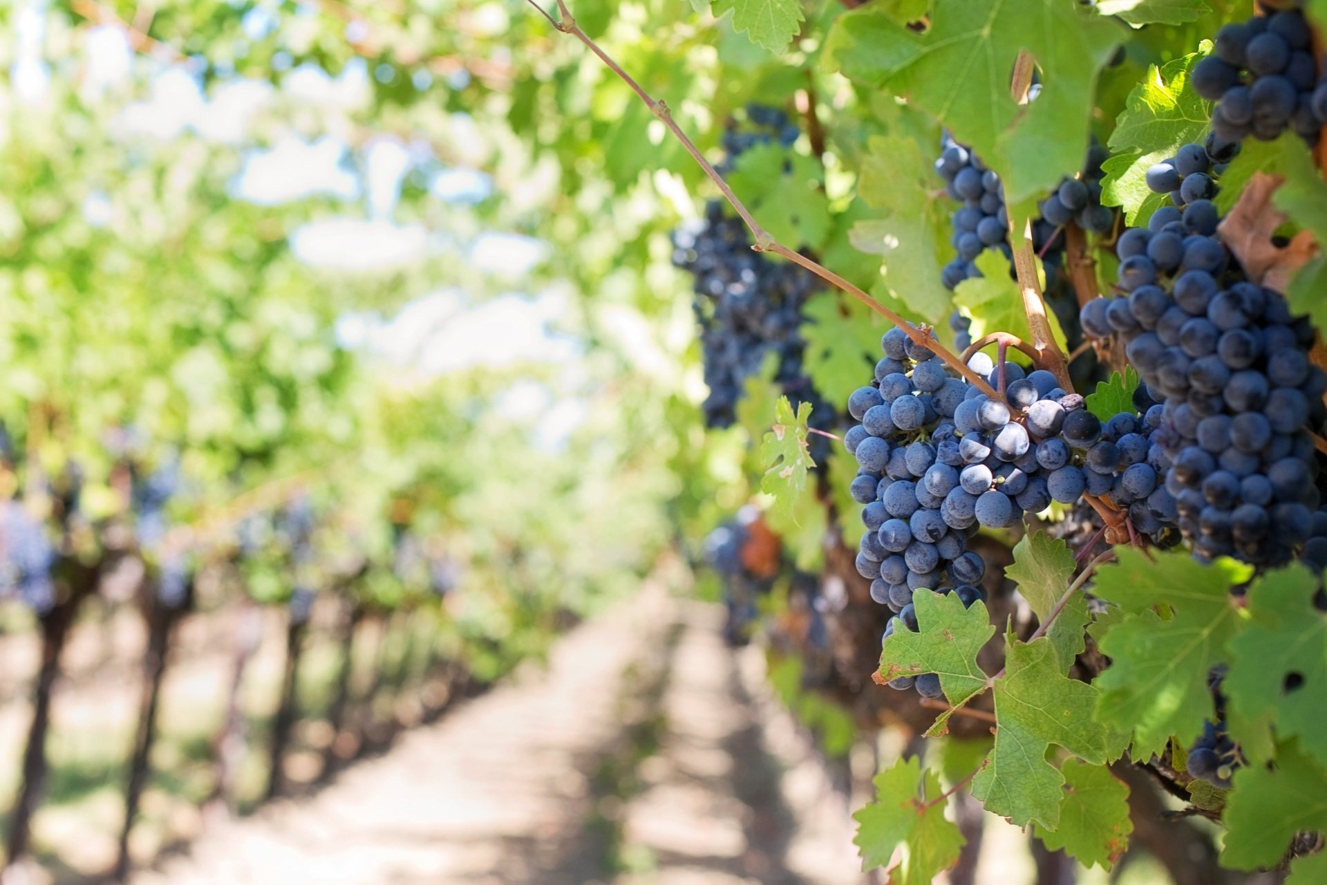 Eine Weintraube, die an einem Weinstock in einem Weinberg hängt.